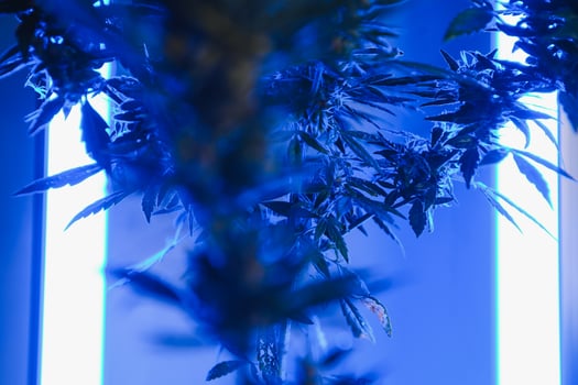 Cannabis Marijuana plant in Vaporwave deep purple neon style. Medical plant of Cannabis or Hemp with flowering buds and ultraviolet light. Blooming vegetative bush with crystal trichomes photo