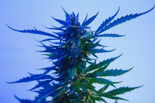 Cannabis Marijuana plant in Vaporwave deep purple neon style. Medical plant of Cannabis or Hemp with flowering buds and ultraviolet light. Blooming vegetative bush with crystal trichomes photo