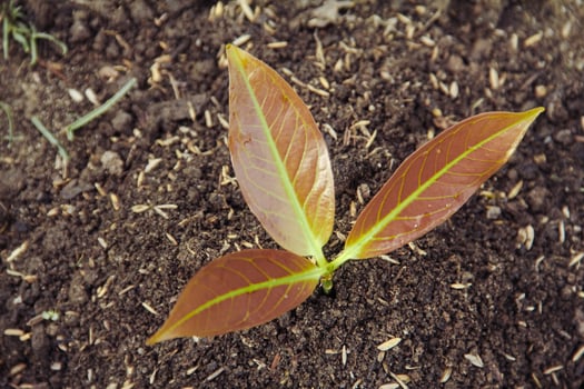 Planting seedlings young plant in the morning light on nature background photo