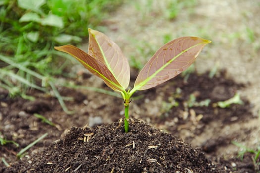 Planting seedlings young plant in the morning light on nature background photo