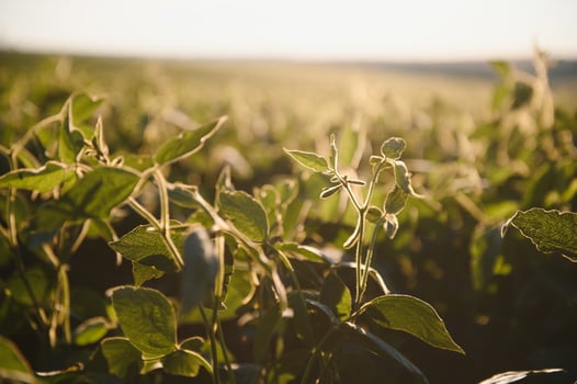 Dramatic landscape at sunset. Soybean lit by sunrays. Selective focus on detail. photo