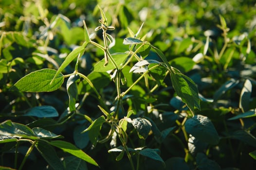 Soy field and soy plants in early morning light. Soy agriculture photo