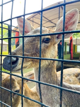 Selective focus of deer in the zoo. photo