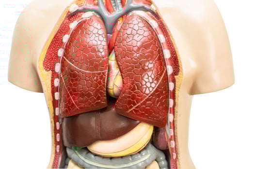 Human model anatomy for medical training course, teaching medicine education. photo