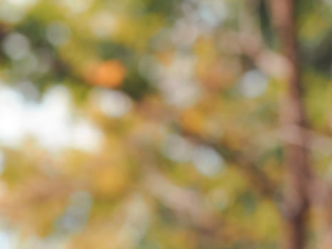 Blurred trees in summer for abstract nature background. photo