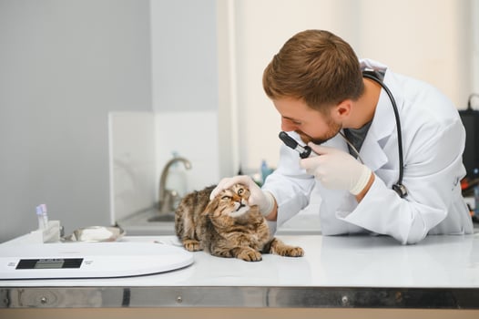 Cat visiting vet for regular checkup photo