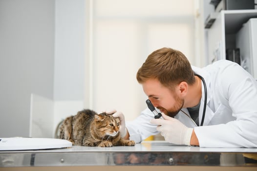 Cat visiting vet for regular checkup photo