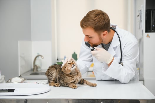 Veterinarian doctor checking cat at a vet clinic photo