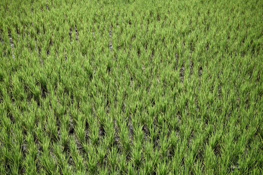 Green paddy rice field growing in plantation photo