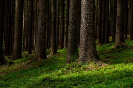 Spruce forest with forest grass photo