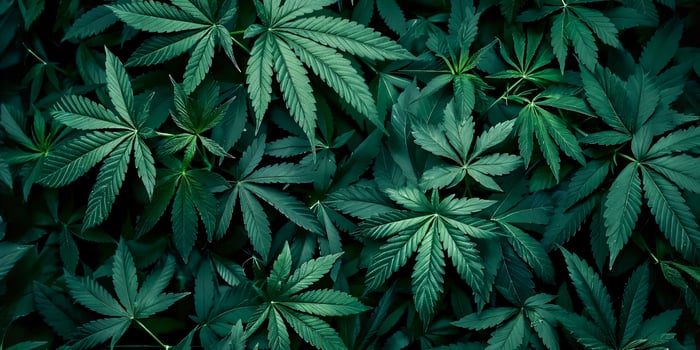 Green Cannabis Leaves Pattern on Black Background Flat Lay, Top View, High Resolution, Insanely Detailed and Intricate, Sharp Focus, HDR, Professional Color Grading, Award-Winning Composition photo