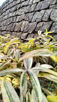 The atmosphere of the garden is filled with plants and trees photo