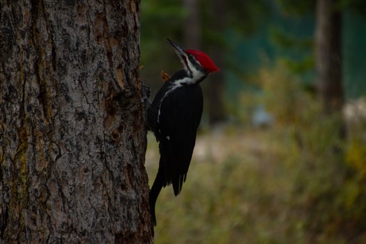 A North American woodpecker Dryocopus pileatus perches on a tree trunk photo