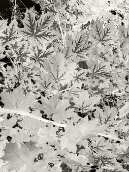 The foliage of the maple tree is vertical. Abstract colored leaves are densely located on the branches of the tree. photo