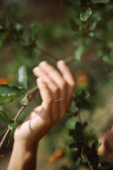 A closeup image depicting a hand touching a branch with leaves in natures peaceful setting photo