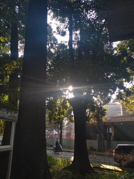 sun rays going through lush leaf. tree foliage in a beautiful morning sun light. photo