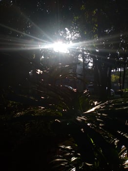 sun rays going through lush leaf. tree foliage in a beautiful morning sun light. photo