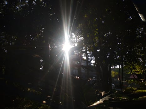 sun rays going through lush leaf. tree foliage in a beautiful morning sun light. photo