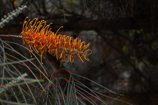 Orange Grevillea banksii or Silky oak flowers on its tree with leaves on dark blurred background. photo