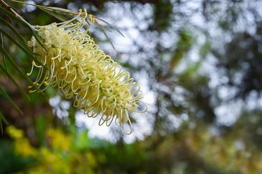 White Grevillea banksii or Silky oak flowers on its tree with leaves on dark blurred background. photo