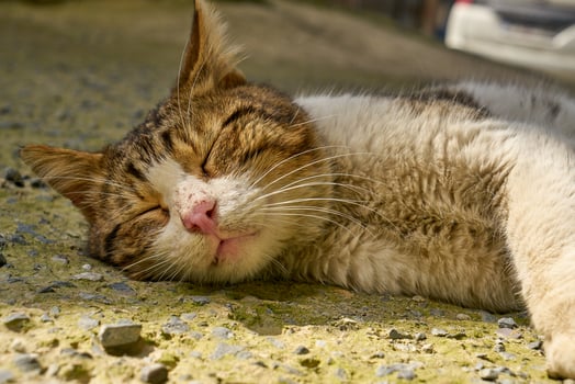 a cute stray cat sleeping photo