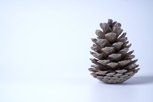 pine cone on a white background photo