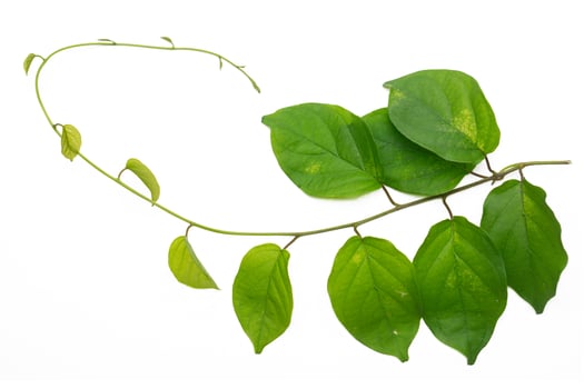 Young Cosmostigma leaves on branch, green foliage isolated on white background photo