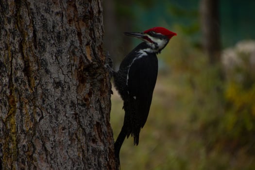A North American woodpecker Dryocopus pileatus perches on a tree trunk photo