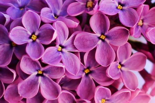lilac flowers in the garden photo
