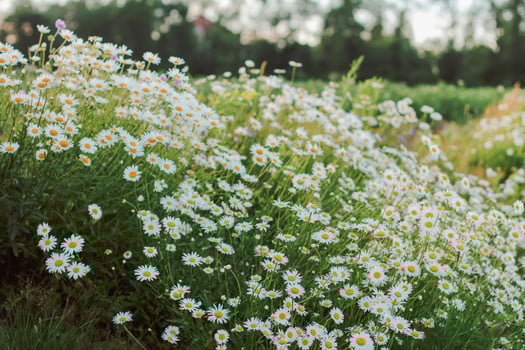 Chamomile field flowers. Beautiful meadow. Summer background photo