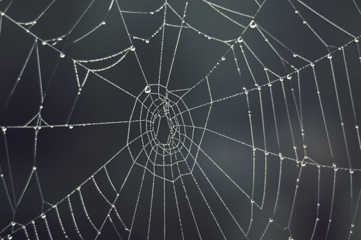 Cobweb - drops of morning dew on a spider web in fog photo