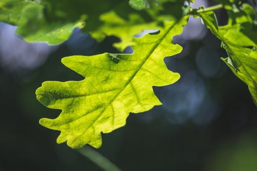 green oak leaf illuminated by the sun photo