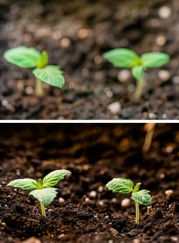 Closeup green seedling sprouting from the earth, symbolizing growth and organic agriculture, emphasizing eco friendly and healthy food practices. photo