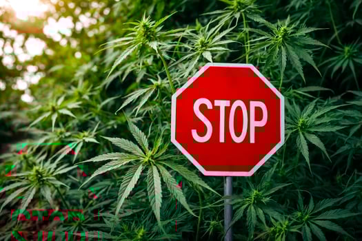 Prohibition in Green - Stop Sign Amidst Cannabis Plants photo