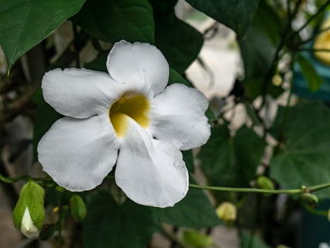 thunbergia flowers with bright white color and green leaves in the background photo