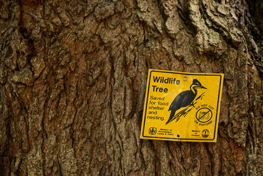 Vancouver, Canada - September 10, 2019 - Sign Wildlife tree, Saved for food Shelter and nesting, Do not cut or disturb found at Stanley Park photo