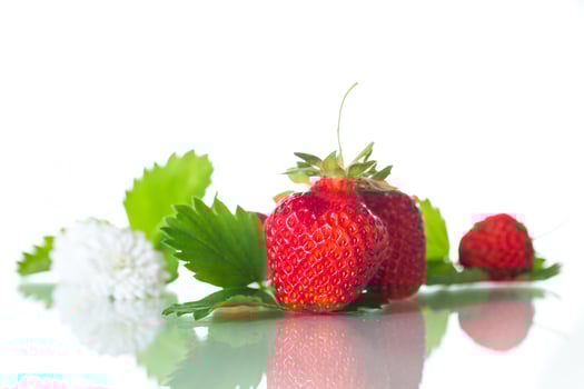 red ripe strawberry spring on a white background photo