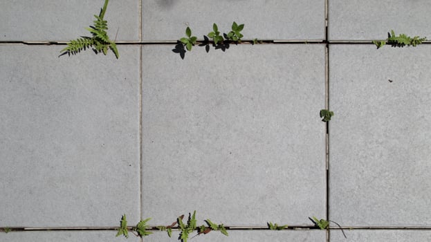 Green Plants Growing Between Concrete Tiles on a Sunny Day photo