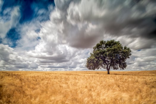 Holm oak on a mature wheat field on a windy day, Huevar del Aljarafe, Seville, Spain. Long exposure shot. photo