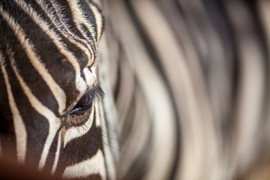 Close Up of Zebra Stripes at Zoologico de Cordoba in Spain photo