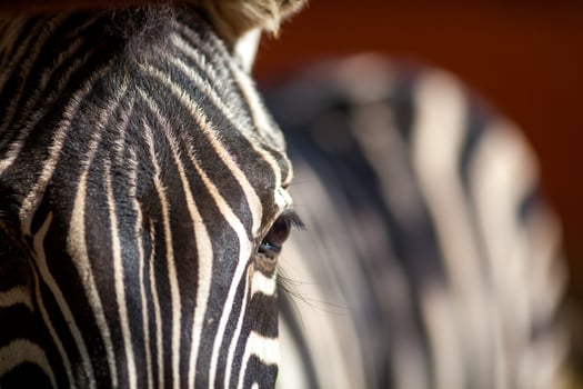 Close Up of Zebra Stripes at Zoologico de Cordoba in Spain photo