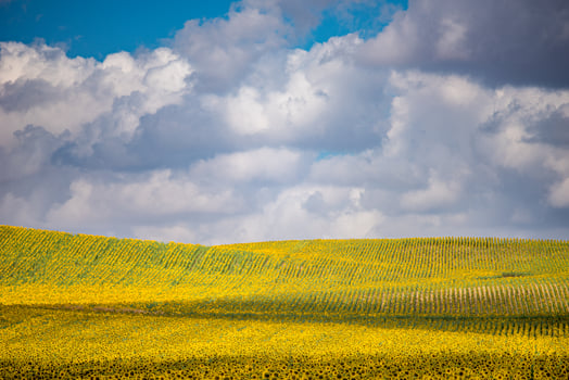 Sunflowers in Sevilla, Spain photo