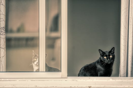 Couple of cats looking out a window photo