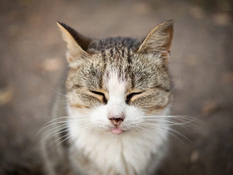 Beautiful fluffy cat portrait on summer nature background. photo