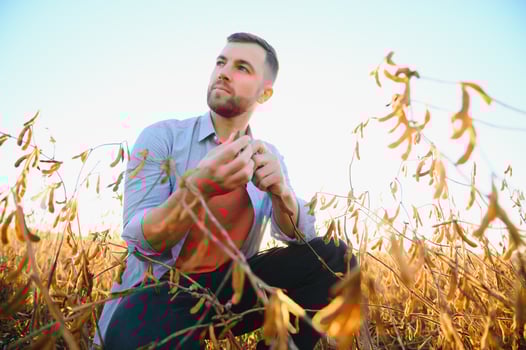 A farmer inspects a soybean field. The concept of the harvest photo
