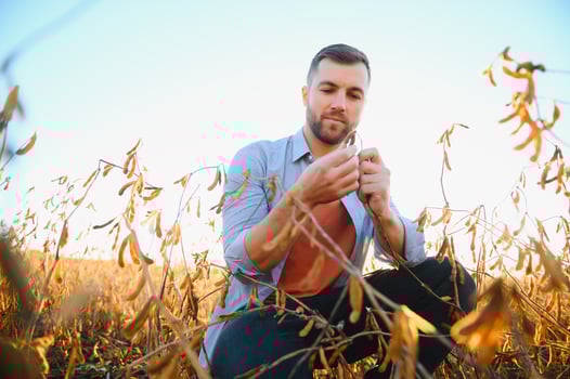 Agronomist farmer examining development of soybean crops in plantation field, selective focus. photo