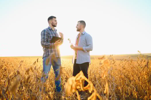 Two farmers in a field examining soy crop at sunset photo