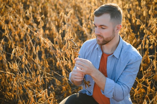 Agronomist inspects soybean crop in agricultural field - Agro concept - farmer in soybean plantation on farm. photo
