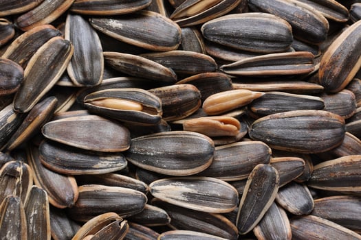 Sunflower seeds pattern texture background photo