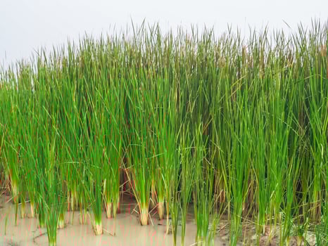 Lesser Reedmace, green in the swamp photo